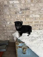 Paisley, a female Pomsky for sale in Bowling Green, KY – Photo 2 of 5