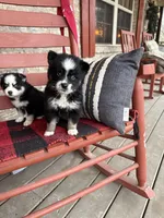 Oreo, a female Pomsky for sale in Bowling Green, KY – Photo 3 of 5