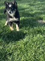 Oreo, a female Pomsky for sale in Bowling Green, KY – Photo 2 of 4