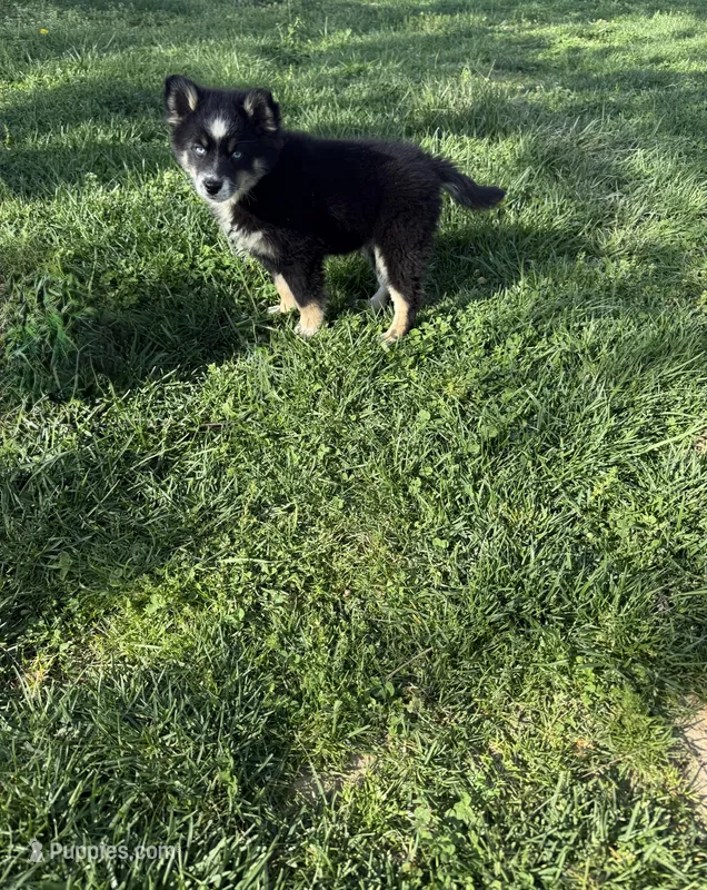 Oreo – Pomsky puppy for sale in Bowling Green, KY