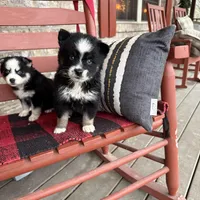 Oreo, a female Pomsky for sale in Bowling Green, KY – Photo 4 of 4