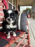 Oreo, a female Pomsky for sale in Bowling Green, KY – Photo 4 of 5