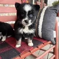 Oreo, a female Pomsky for sale in Bowling Green, KY – Photo 3 of 4
