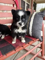 Oreo, a female Pomsky for sale in Bowling Green, KY – Photo 1 of 5