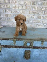 Bentley , a male Miniature Labradoodle for sale in Bowling Green, KY – 3 of 7