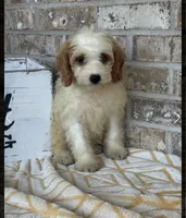Bailey, a female Miniature Bernedoodle for sale in Bowling Green, KY – 4 of 6