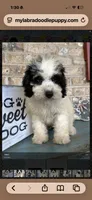 Beau, a male Miniature Bernedoodle for sale in Bowling Green, KY – 4 of 4