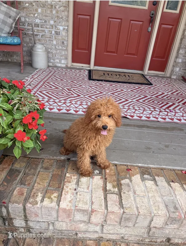 Taco – Miniature Labradoodle puppy for sale in Bowling Green, KY