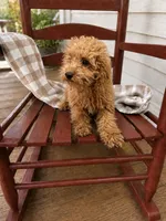 Trixie, a female Miniature Labradoodle for sale in Bowling Green, KY – 4 of 4