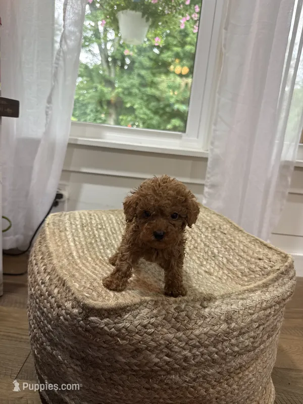 Silas – Cavapoo puppy for sale in Bowling Green, KY