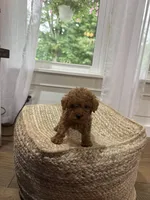 Silas, a male Cavapoo for sale in Bowling Green, KY – 1 of 6