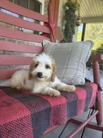 Bailey, a female Miniature Bernedoodle for sale in Bowling Green, KY – 4 of 8