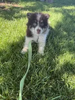 Batman, a male Pomsky for sale in Bowling Green, KY – 4 of 8