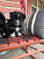 Shadow, a female Pomsky for sale in Bowling Green, KY – Photo 2 of 5