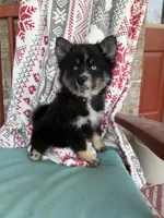 Shadow, a female Pomsky for sale in Bowling Green, KY – Photo 4 of 4