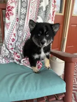 Shadow, a female Pomsky for sale in Bowling Green, KY – Photo 2 of 4