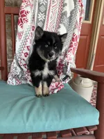 Shadow, a female Pomsky for sale in Bowling Green, KY – Photo 3 of 4