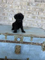 Bear, a male Miniature Labradoodle for sale in Bowling Green, KY – 8 of 8
