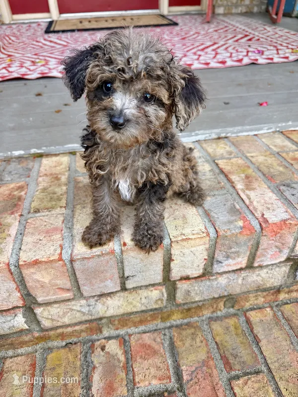 Coco – Miniature Aussiedoodle puppy for sale in Bowling Green, KY