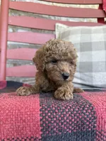 Trixie, a female Miniature Labradoodle for sale in Bowling Green, KY – 2 of 5