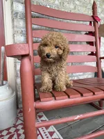 Taco, a male Miniature Labradoodle for sale in Bowling Green, KY – 4 of 7