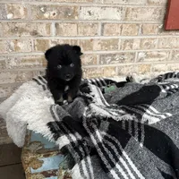 Kylie, a female Pomsky for sale in Bowling Green, KY – Photo 3 of 5