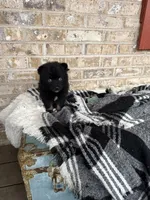 Kylie, a female Pomsky for sale in Bowling Green, KY – Photo 3 of 5