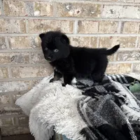 Kylie, a female Pomsky for sale in Bowling Green, KY – Photo 2 of 5