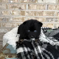 Kylie, a female Pomsky for sale in Bowling Green, KY – Photo 1 of 5