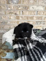 Kylie, a female Pomsky for sale in Bowling Green, KY – Photo 1 of 5