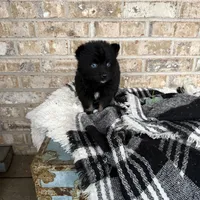 Kylie, a female Pomsky for sale in Bowling Green, KY – Photo 4 of 5