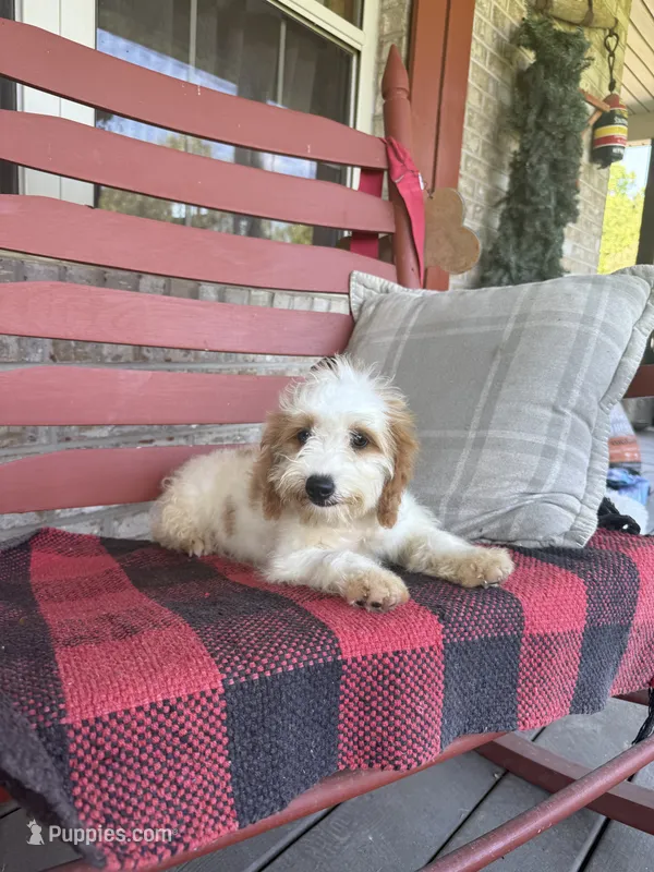 Bailey – Miniature Bernedoodle puppy for sale in Bowling Green, KY
