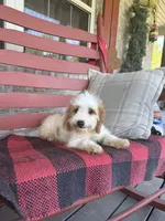 Bailey, a female Miniature Bernedoodle for sale in Bowling Green, KY – 1 of 8