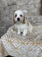 Bougie, a female Miniature Bernedoodle for sale in Bowling Green, KY – 5 of 6