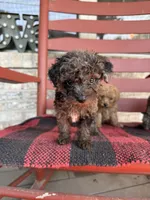 Coco, a female Miniature Aussiedoodle for sale in Bowling Green, KY – 6 of 7