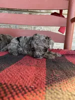 Otis, a male Miniature Aussiedoodle for sale in Bowling Green, KY – 2 of 5