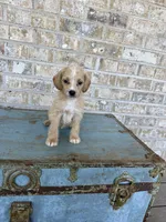 Bambi, a female Miniature Labradoodle for sale in Bowling Green, KY – 3 of 6