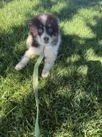 Batman, a male Pomsky for sale in Bowling Green, KY – 5 of 8