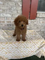 Toby , a male Miniature Labradoodle for sale in Bowling Green, KY – 2 of 7