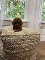 Sweetie, a female Cavapoo for sale in Bowling Green, KY – 2 of 6