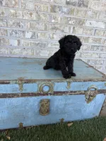 Bonnie, a female Miniature Labradoodle for sale in Bowling Green, KY – 10 of 10