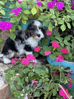Dash , a male Miniature Bernedoodle for sale in Bowling Green, KY – 4 of 7