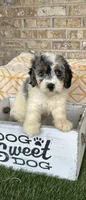 Bee, a female Miniature Bernedoodle for sale in Bowling Green, KY – 5 of 6