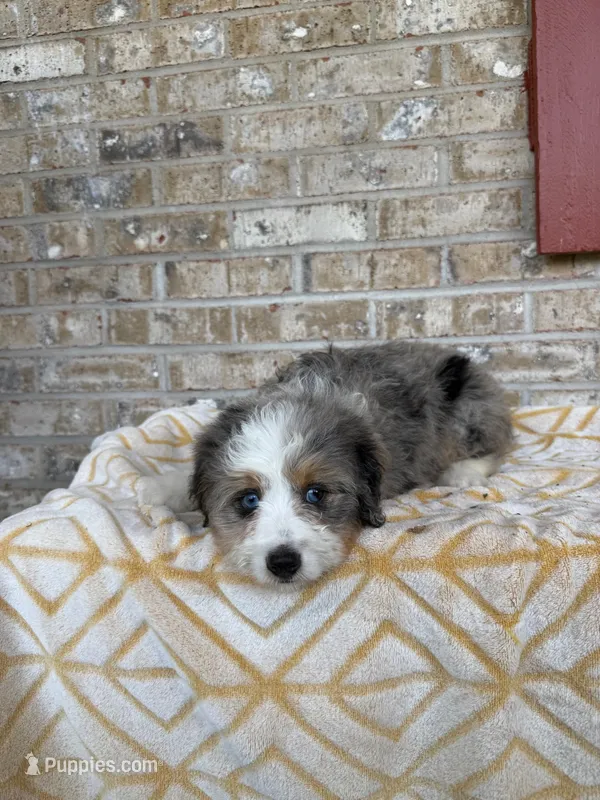 Birdie – Miniature Bernedoodle puppy for sale in Bowling Green, KY