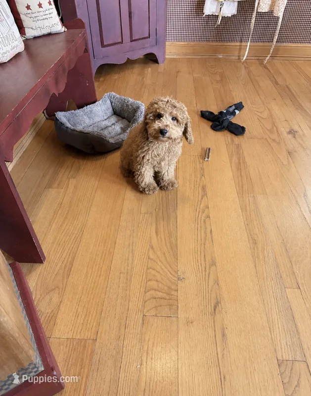 Toby  – Miniature Labradoodle puppy for sale in Bowling Green, KY