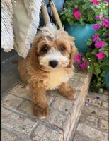 Beaver, a male Miniature Bernedoodle for sale in Bowling Green, KY – 1 of 4