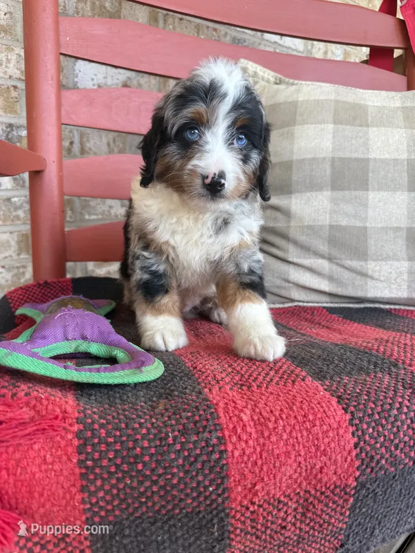 Blue – Miniature Bernedoodle puppy for sale in Bowling Green, KY