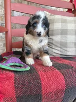 Blue, a male Miniature Bernedoodle for sale in Bowling Green, KY – 3 of 5