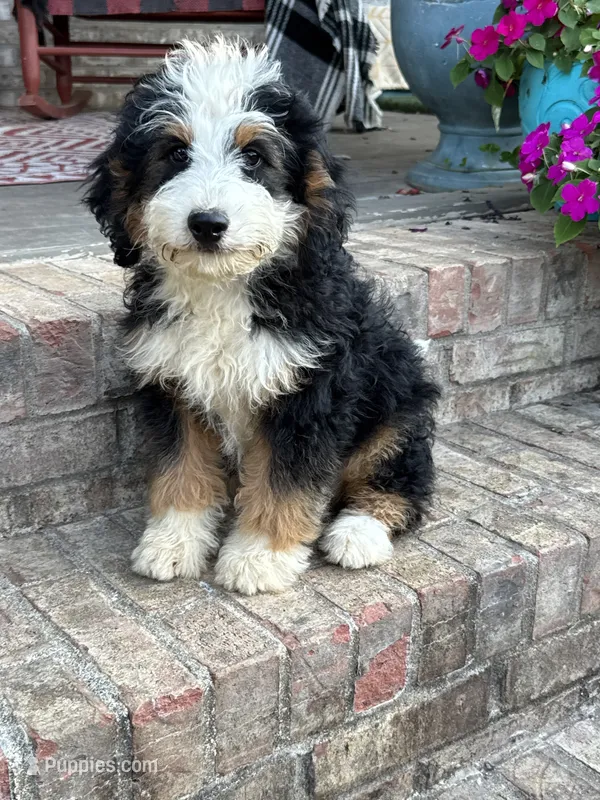 Biscuit – Miniature Bernedoodle puppy for sale in Bowling Green, KY