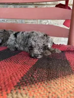 Otis, a male Miniature Aussiedoodle for sale in Bowling Green, KY – 3 of 5